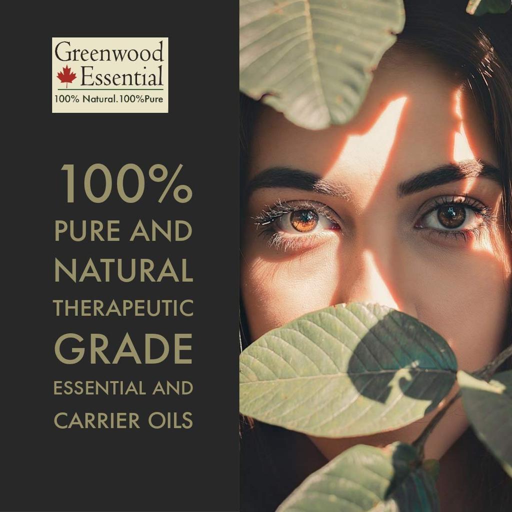 Greenwood Essential Nirgundi Oil (Vitex negundo linn) with Glass Dropper | Infused | Pure | Non-Sticky | Fast Absorbing | For Massage Blends | Men &