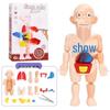DIY Human Organ Model Kit: STEM Science Toys for Kindergarten Early Education
