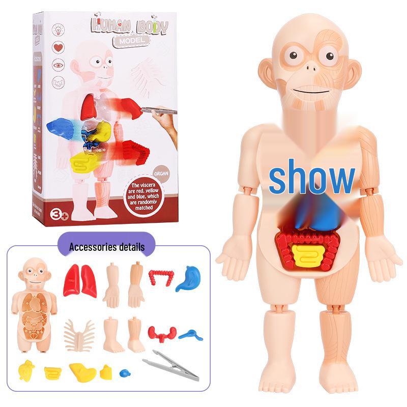 DIY Human Organ Model Kit: STEM Science Toys for Kindergarten Early Education