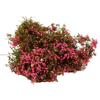Simulated Micro Landscape Decoration Of Green Plants Diy Micro Landscape Wall Plants Layout Accessory Diorama Kits New