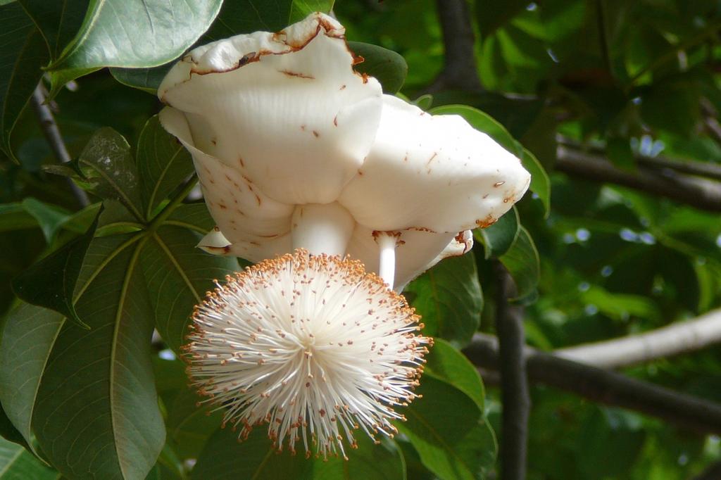 SAFLAX Árbol del pan del mono africano - 6 semillas - Adansonia digitata