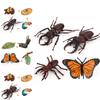 Butterfly Life Cycle Model Pvc Educational Toy For Science Learning