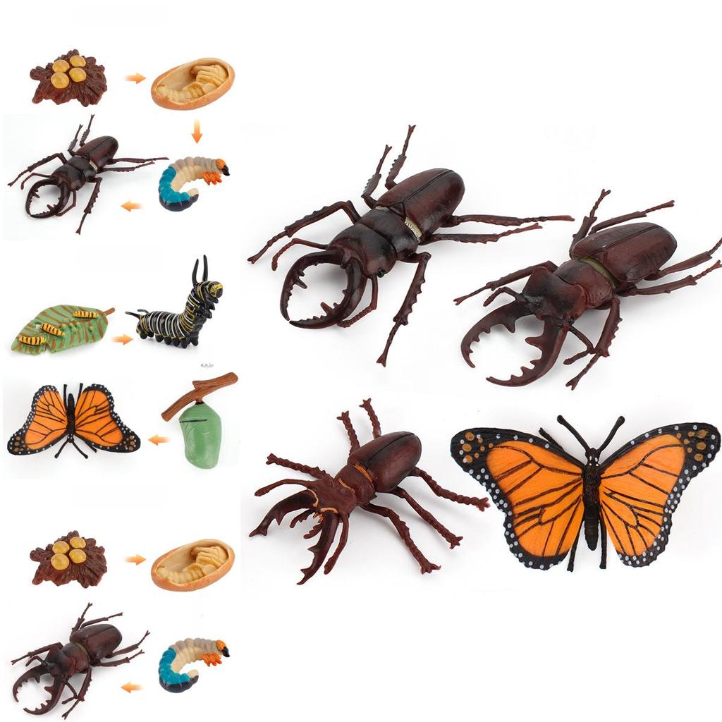 Butterfly Life Cycle Model Pvc Educational Toy For Science Learning