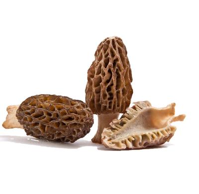 Kūginis Morel Mycelium – grybų auginimo rinkinys