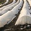 Plant Freeze Guard for Winter Floating Row Cover Garden Plants, Frost Protection Blanket, Breathable Non-woven Reusable Orchard Heat Insulation Fabric