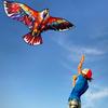 Colorful Eagle Kite, a colorful hawk-style kite for adults and teenagers, perfect for beginners. Easy to assemble and operate, includes a storage