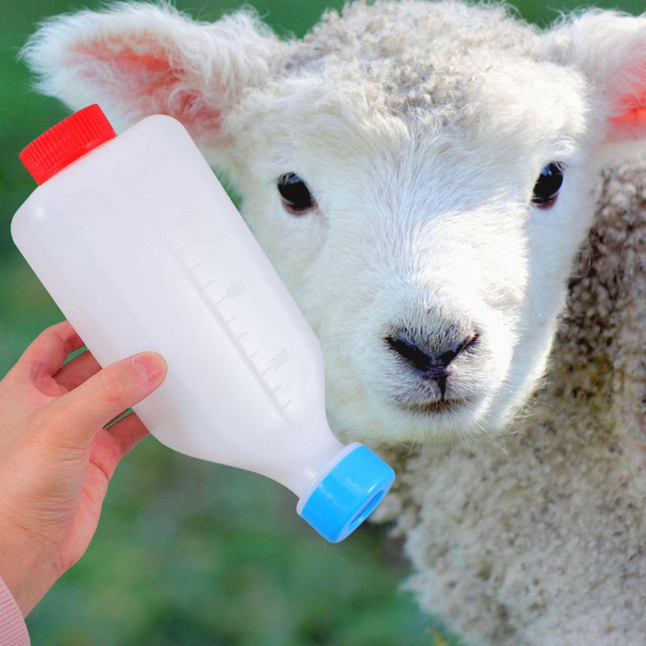 

Livestock Nursing Bottles: Small-Scale Milk Bottles for Lambs and Goats