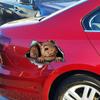 Cute Squirrel Car Stickers Waterproof Vinyl Decals Auto Body Window Bumper Decor Motorcycle Helmet Stickers TM215