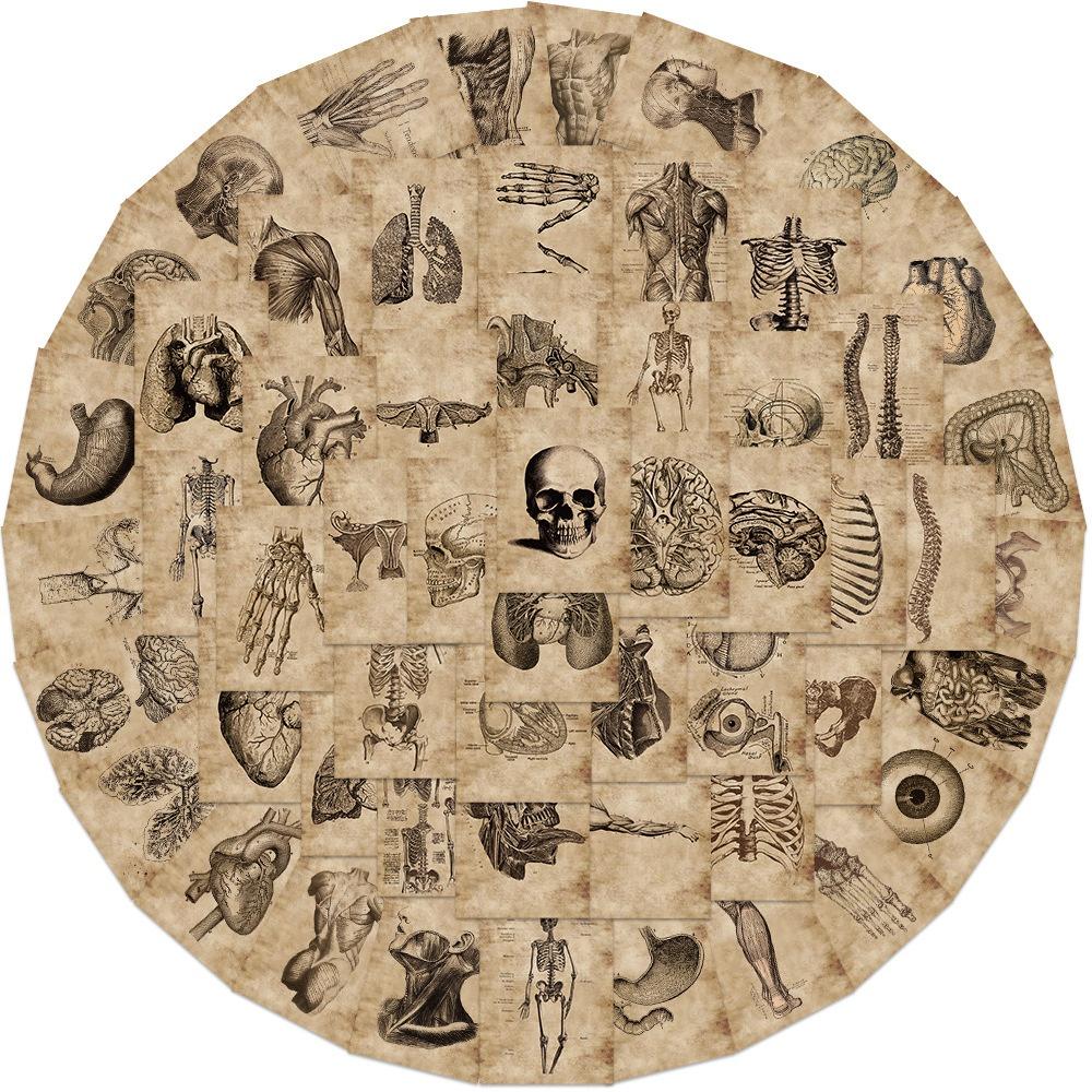 10/56Pcs Creative Anatomy and Physiology Stickers The Human Skeleton Graffiti Stickers for DIY Luggage Laptop Bicycle Stickers 10PCS