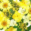 1 Set Dried Pressed Flowers Kit Colorful Natural Flowers DIY