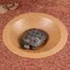 Turtles Water Basin Bathing Bowl Water Container Soaking Dish for Reptiles Amphibians Terrariums Habitat Accessories