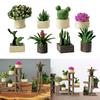 1/64 Miniature Bonsai Plant Mini Potted Flower ,Doll House Flowerpot,Dollhouse Plants