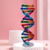 Modely DNA Struktura dvojité šroubovice Výuková hračka ABS Dvojité šroubovice DIY Lidské geny pro biologickou vědu