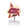Human Nasal Cavity Model Demonstration Biology Training Educational Toy Props Teaching Supply
