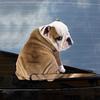 3D Window Car Stickers Cute Bulldog Moving Tail Wiper Stickers for Rear Windshield Car Styling Auto Decoration Car Accessories