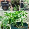 Felt Plant Potato Planting Bag Planting Bucket DIY Potato Tomato Planting Container Bag
