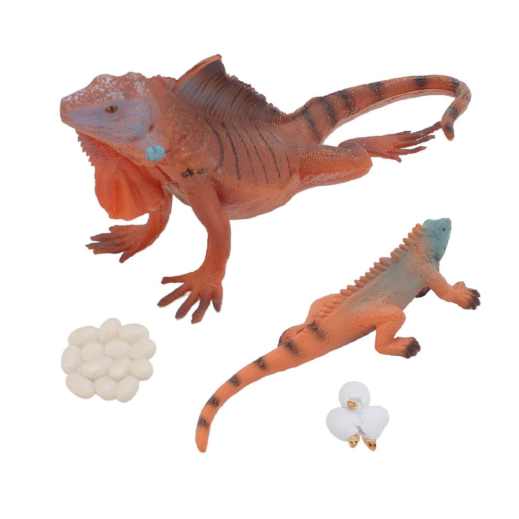 Iguana Life Cycle Model Set Growth Lifelike PVC Plastic Toy Early Education Animal Figures