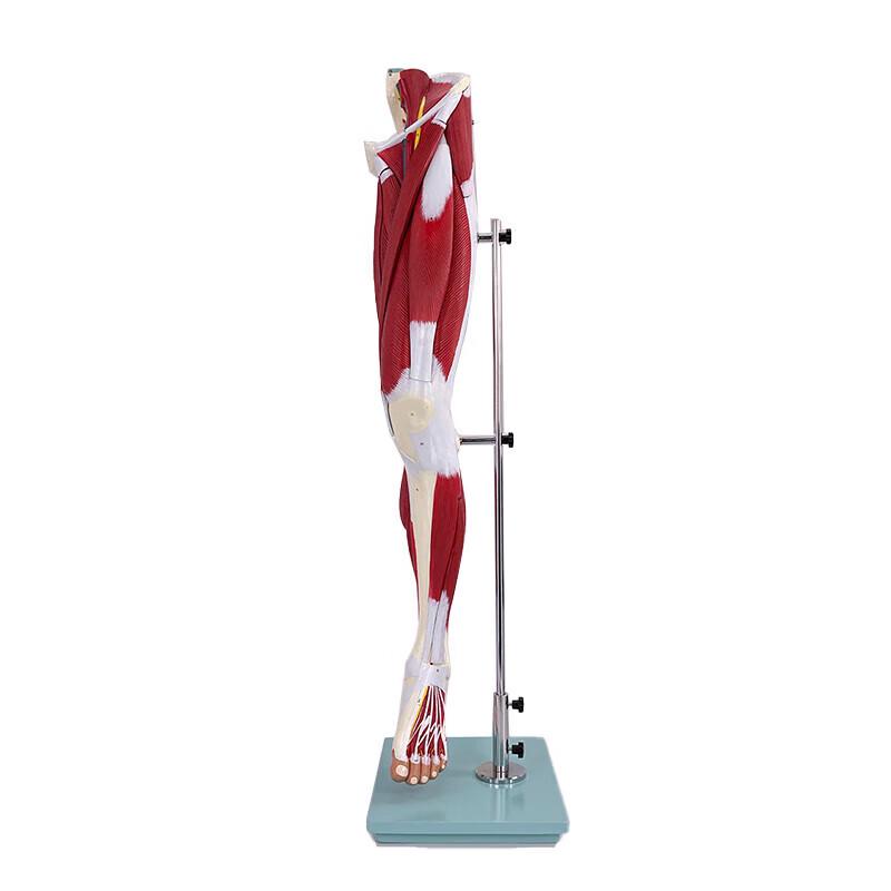 Life-size Human Lower Limb Muscle Anatomy Model