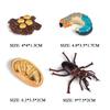 Oenux Simulation Luna Moth Salmon Butterfly Ants Life Growth Cycle Animals Model Action Figures Educational Miniature Kids Toy