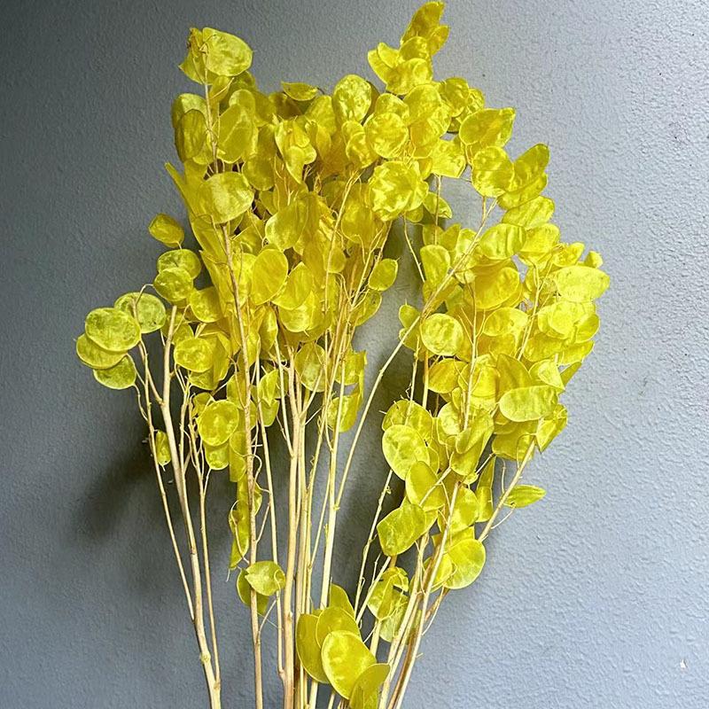 Silver Fan Dried Flower, White Flower Diy Home Decoration Bouquet, Natural Real Flower, Silver Fan Dried Flower, Immortal Flower