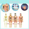 Educational Kid's Toy Model For Learning Human Anatomy
