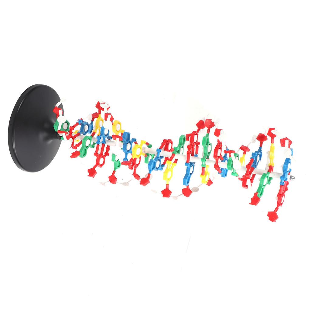 DNA Structure Model Plastic Educational DNA Double Helix Model Teaching Equipment