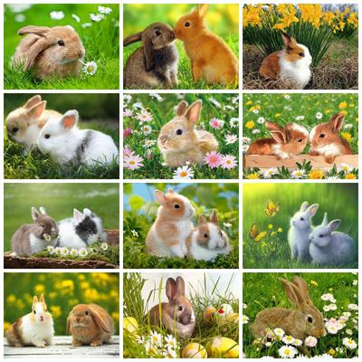 5D fai da te diamante pittura mosaico coniglio margherita quadrato completo/rotondo ricamo animale erba arredamento casa