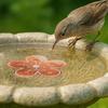Bird bath tray Copper Bird Bath Disk Purification flower-shaped bird bath purification tray for Homeowners Gardeners Outdoor
