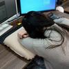 Auto Inflating Travel Pillows 3D High Resiliences Sponges Ergonomic For Camping Hiking Office
