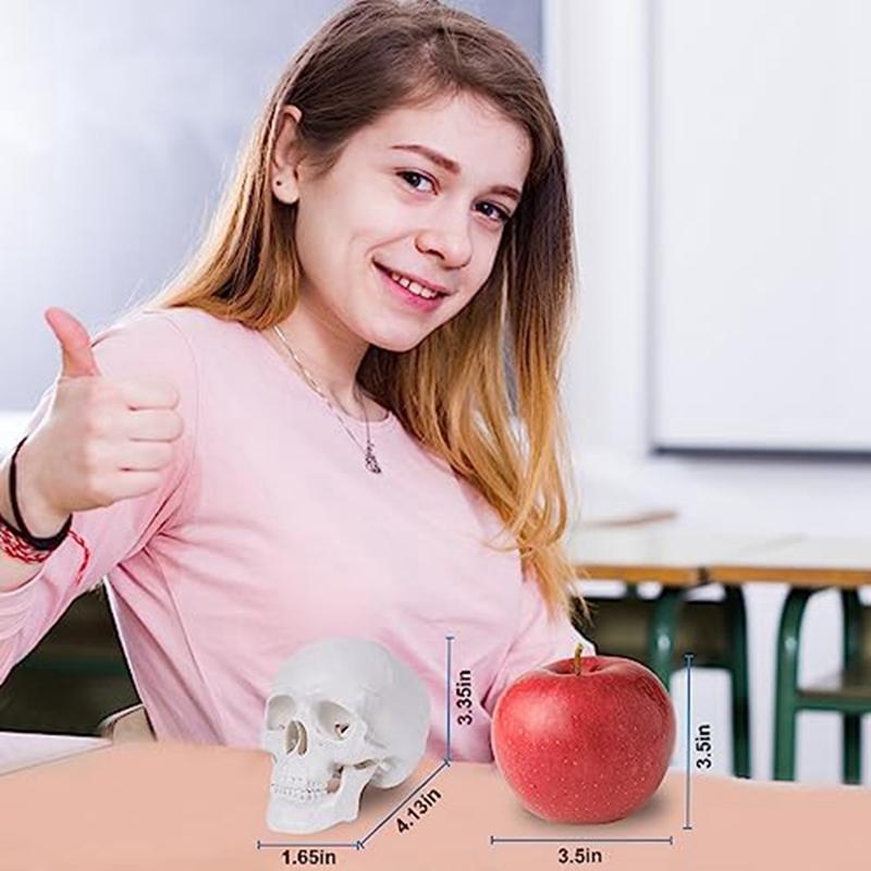 Mini-Schädelmodell, 3-teiliges anatomisches Schädelmodell mit abnehmbarer Schädelkappe und beweglichem Unterkiefer, Weiß