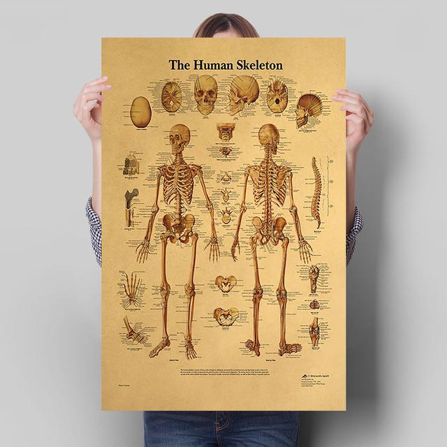 

Структура человеческой кости, декоративная картина, скандинавский ретро-стиль, плакат, настенное искусство, гостиная, холст, живопись, принты, современный домашний декор 21cm×30cm NoFrame