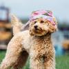 Breathable Dogs Sun Hats Round Brim Dog Visor Hat Outdoor Breathable Sun Protection With Ear Holes Mesh Sun With Adjustable Chin