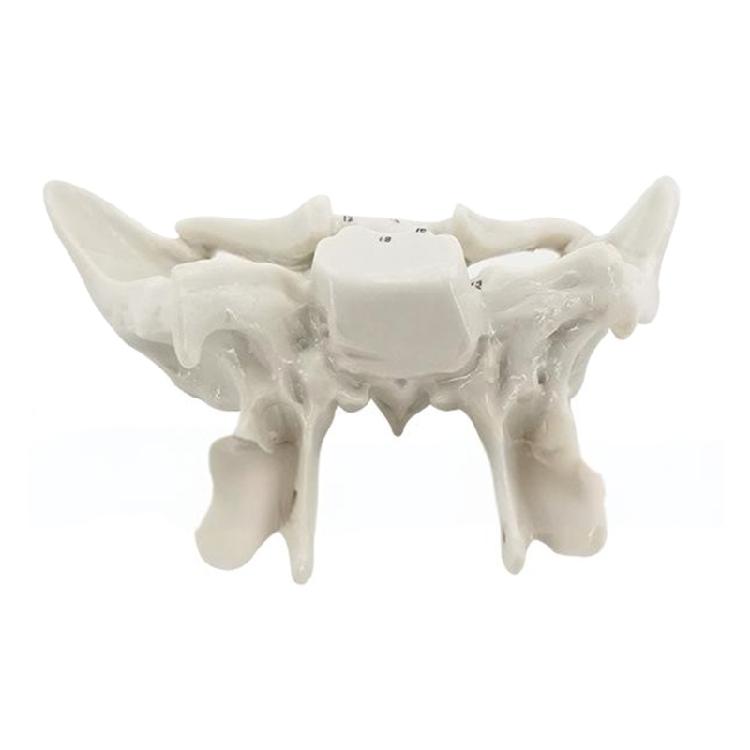 Human Skeleton Model for Lab School Temporal Bone Model Human Ethmoid Bone Anatomy Model Medicals Teaching Tool
