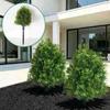 Artificial Pine and Cypress Bonsai with Pine Needles for Christmas Decor