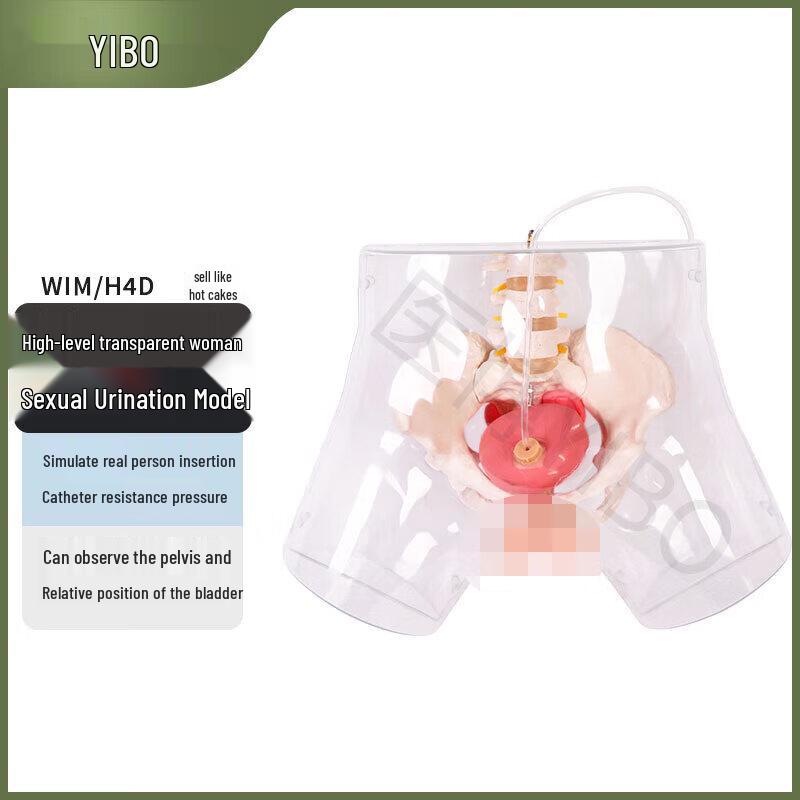 Transparent Female Catheterization Training Model