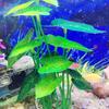 Artificial Aquarium Decor Plants Plastic Aquatic Plant with Large Green Leaves Underwater Plants Fish Tank Aquatic Plant Adorn