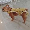 Adjustable French Bulldog Pet Shoulder Strap Physiological Pants Washable Female Dog Underwear Safety Trousers mascotas Shorts
