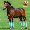 Horse Leg Protection from Flies Breathable Mesh Horse Fly Boots Set Equine Leggings for Reducing Stomping for Hoof for Horses