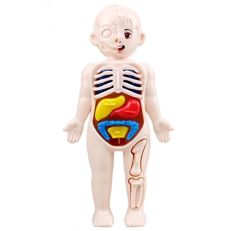 Human Anatomy Model for Kids, DIY 3D Body Puzzle with Skeleton Organs, STEM Science Project, Interactive Educational Toys 19*9*5.5cm белый