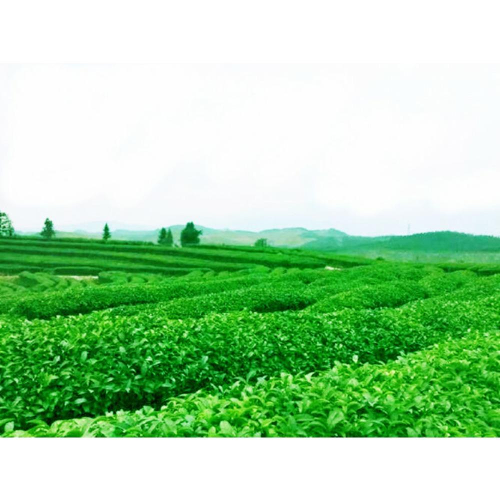 Yunnan Dian Hong Black Tea Fengqing Ancient Tree Loose Leaf Natural Sweet Aroma Premium Health Drink