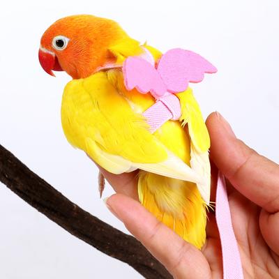 Pájaros – Accesorios de entrenamiento de pájaros