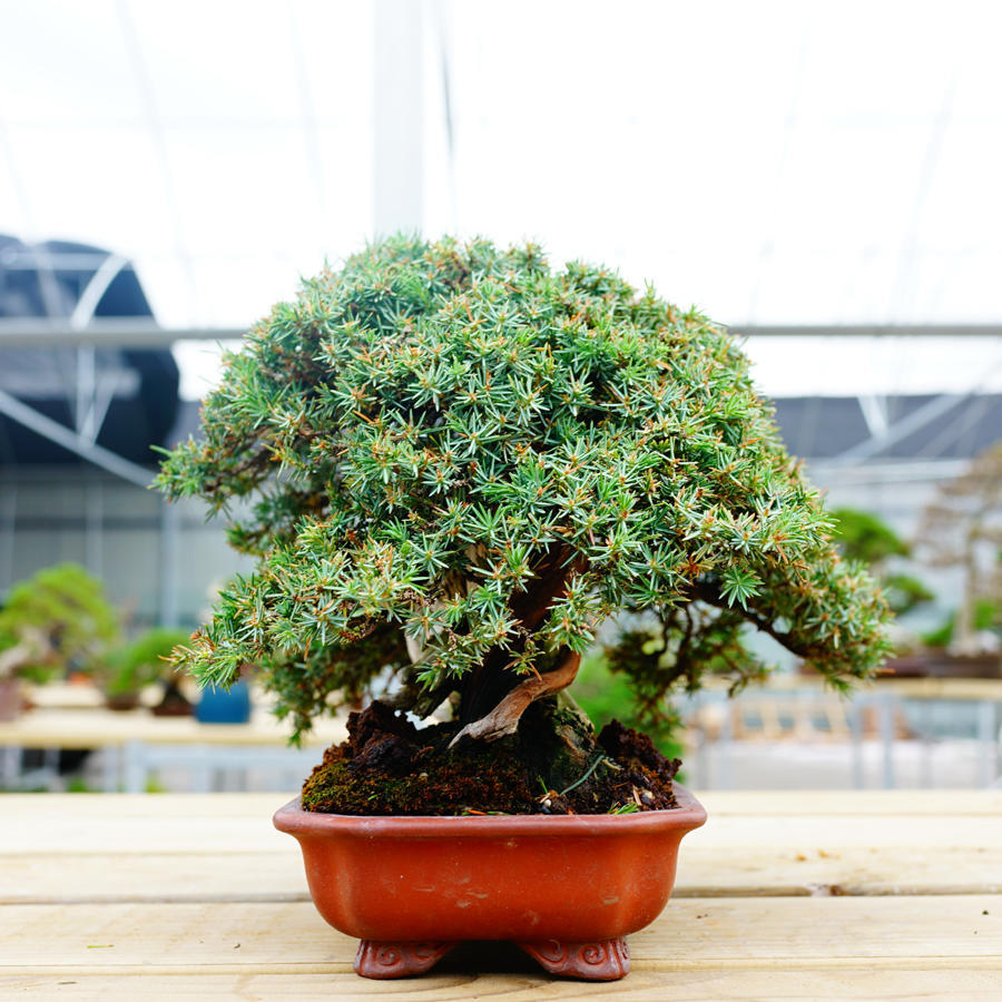 Buy 40 Juniper Bonsai Tree Seeds Potted Flowers Office Bonsai at