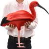BH8135 HANSA Scarlet Ibis 54