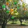 10/1x Hanging Ball Fruit Fly Catcher Pest Control Sticky Ball Wasp Bee Insect Trap for Outdoor Garden Orchard Long Lasting Gnat Traps