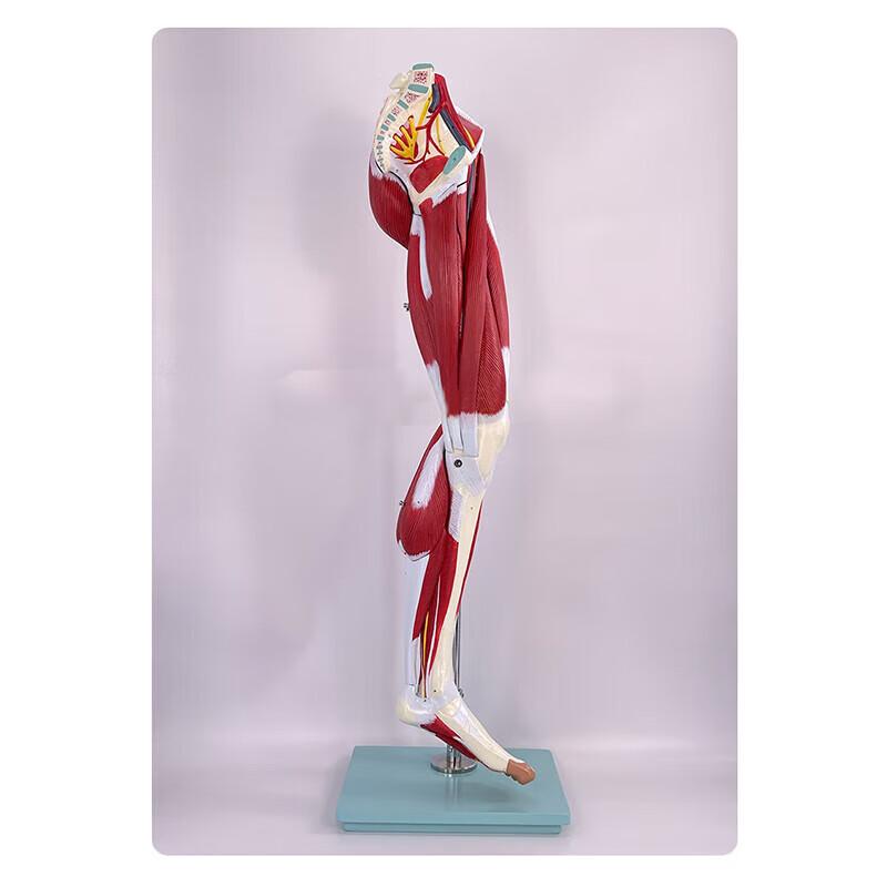 Rui Lv Human Limb Muscle & Nerve Anatomy Model