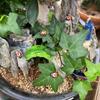 400/200/100PCS Micro Landscape Decoration Wooden Bee Ladybug Figurine Self-Adhesive Stickers Home Garden Beetle Miniature Bonsai Flower Decor