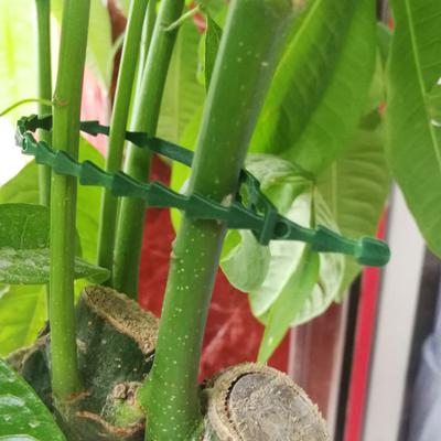 Yousheng 100 Pcs Reusable Plant Ties Adjustable Plant Twist Ties Self-locking Cable Ties for Indoor Outdoor Climbing Plants Cables Organization