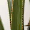 Artificial Yucca Large 190cm Artificial Plant, Plastic Artificial Plant In Pot, 17 X 17 X 190 Cm Emerald Green