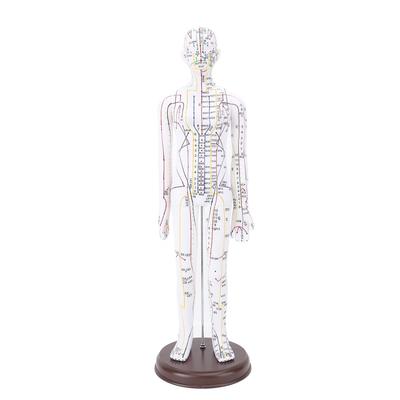 52cm Acupuncture Model Human Body Model Full Body Acupuncture Model With Base for Student Teaching