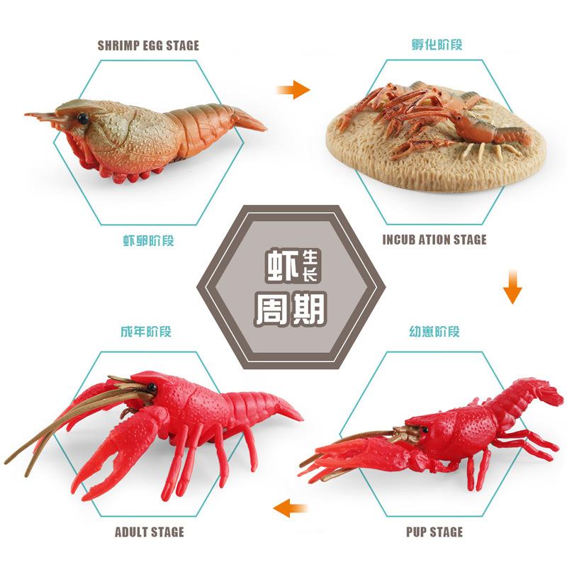 Simulation Of Marine Animal Crayfish Growth Cycle Model Crayfish Growth Process Static Ornament